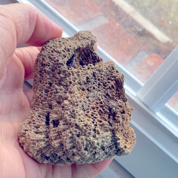 Rare fossilized coral - Picture 1 of 1